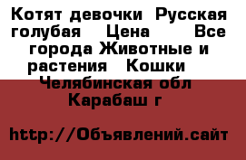Котят девочки “Русская голубая“ › Цена ­ 0 - Все города Животные и растения » Кошки   . Челябинская обл.,Карабаш г.